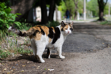 Yard cat walks along the street. Street cat is resting in the grass.