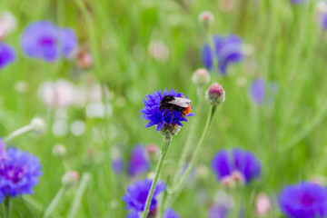 Cornflower with bumblebee close-up in selective focus