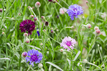 Cornflowers different colors, top view