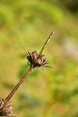 nature beauty