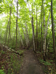 Obraz premium KODAK Digital Still Camera