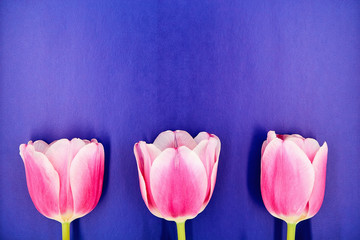 Top view on pink tulips lying on a violet background with copy space
