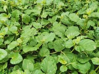 green leaves background