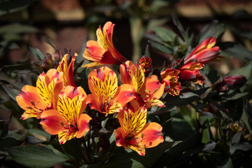 Orange Salpiglossis Flowers