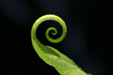 Bird's nest fern ,Asplenium nidus L. leaf on black background