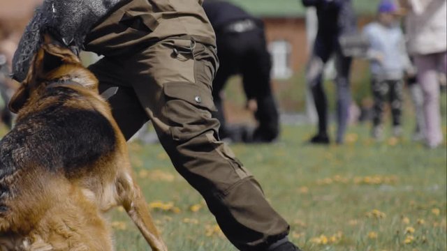Cynologist Shepherd dog bites and clings to the criminal's hand during training show. Army performance outdoor. Special forces demonstration. Military dog follow police officer's commands
