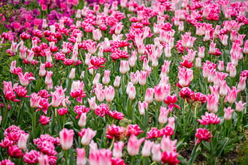 tulip on a tulip field