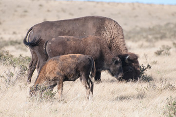 Bison or Buffalo Calf, changing colour, young bison, mature cow bison on native prairie grass with shrubby cinquefoil