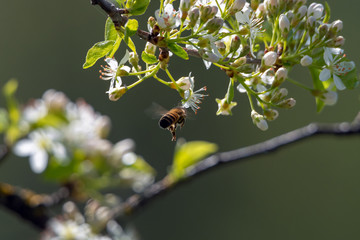 Mahaleb cherry flowers and honey bee.
