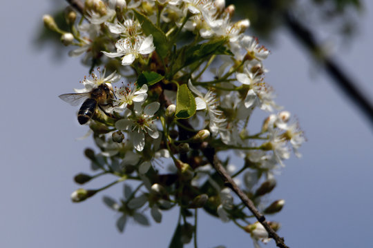 Mahaleb Cherry Flowers And Honey Bee.