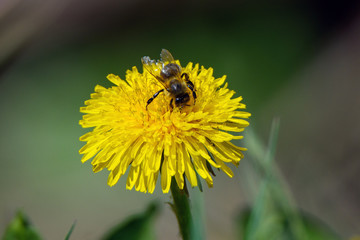 Honey bee and yellow dandelion.