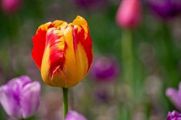 tulip on a tulip field