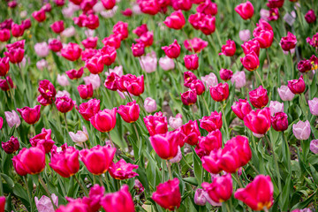tulip on a tulip field