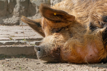 close up of a pig