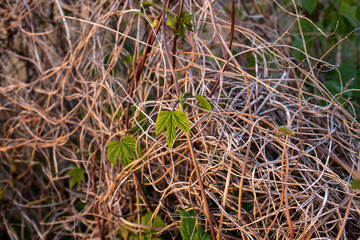 Green leaves twisted forest branches