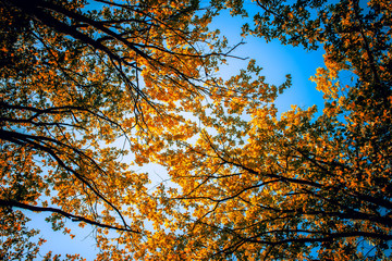 Crowns of autumn trees against the blue sky. Colorful background.