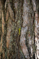 Green lizard on a coniferous tree