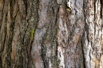 Green lizard on a coniferous tree