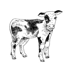 Hand drawn illustration of calf