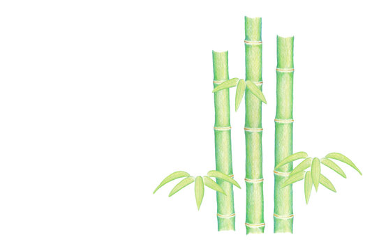 手描き 竹 笹 水彩色鉛筆 はがき比率（3） © Playroom