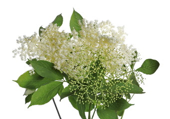 Elder, elderberry plant with young flowers, buds and leaves isolated on white background