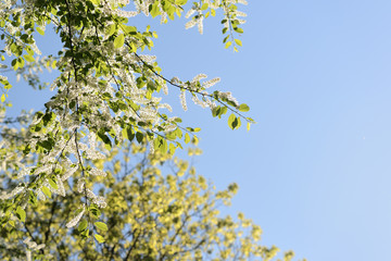 Blooming bird cherry tree on a sunny spring day. Natural background