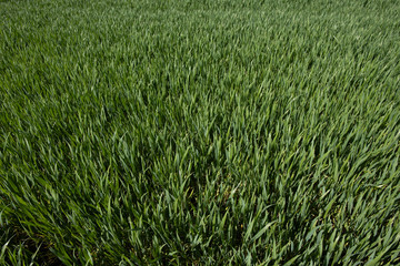 Reen rye field in Ukraine