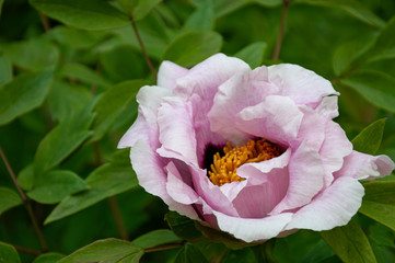 blooming rose hip in spring garden in Vienna 2017