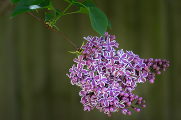 Lilac early blooms with flowers partially opened.