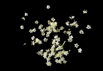 Elderberry flower petals isolated on black background, top view