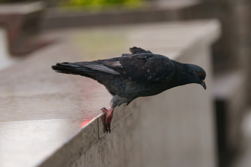 Obraz premium Details of the takeoff of pigeon. He rests his paws on a marble parapet. And about to flap its wings. Coronavirus pandemic time in the Moscow city.