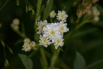 Obraz na płótnie Canvas small white spring flowers on a green background