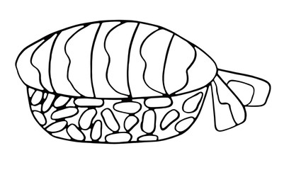 Shrimp nigiri (ebi sushi with rice and shrimp) isolated on white background. Black and white food illustration. Hand drawing coloring book for children and adults. One of a series of painted pictures.