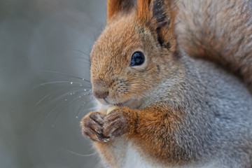 squirrel in the park in winter