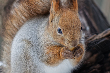 squirrel in the park in winter