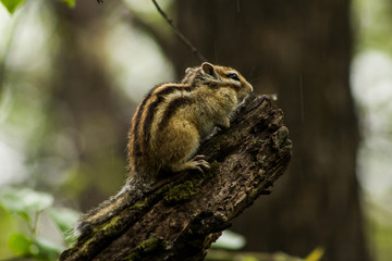squirrel on a branch