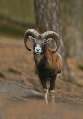 Fototapeta premium mouflon (Ovis orientalis orientalis) close up portrait. Close-up portrait of mammal with big horn, Czech Republic.