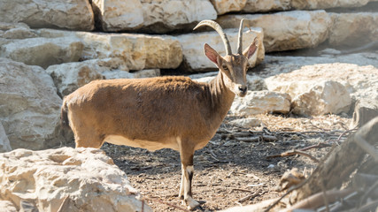 Mountain Goats in the Yarkon Park. Tel Aviv, Israel.