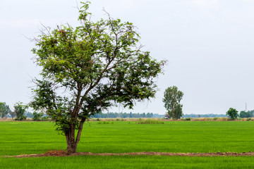 A tree with small branches and leaves and green rice fields.