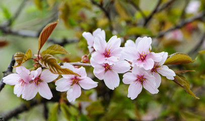 Branch of blooming cherry. Spring photo with pink flowers for cards, backgrounds and wallpapers.