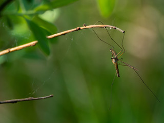 Insect holding a branch, instect picture perfect for a background, green grass on a meadow in back, mosquito sitting on a tree, macro photopgraphy, close-up for an instect, texture