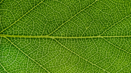 Green leaf for background, close-up of leaves, macro photography, texture, background, birch-tree leaf