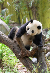 Cute panda resting on the tree