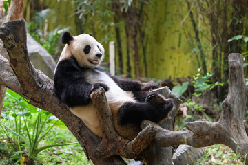 Cute panda resting on the tree