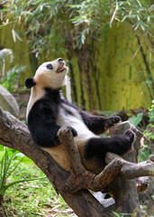 Cute panda resting on the tree