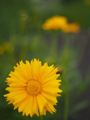 道端に咲くオオキンケイギク
