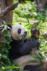 Fototapeta premium Cute panda eating bamboo leaves