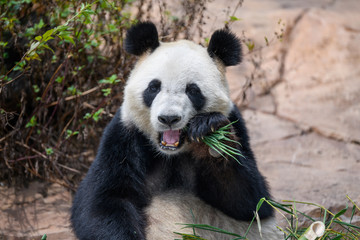 Obraz premium Cute panda eating bamboo leaves