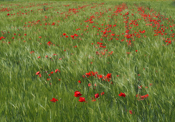 Poppies in a green wheat field on a sunny May day 