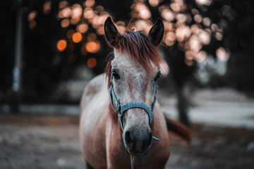 Obraz premium Horse on nature. Portrait of a horse, brown horse